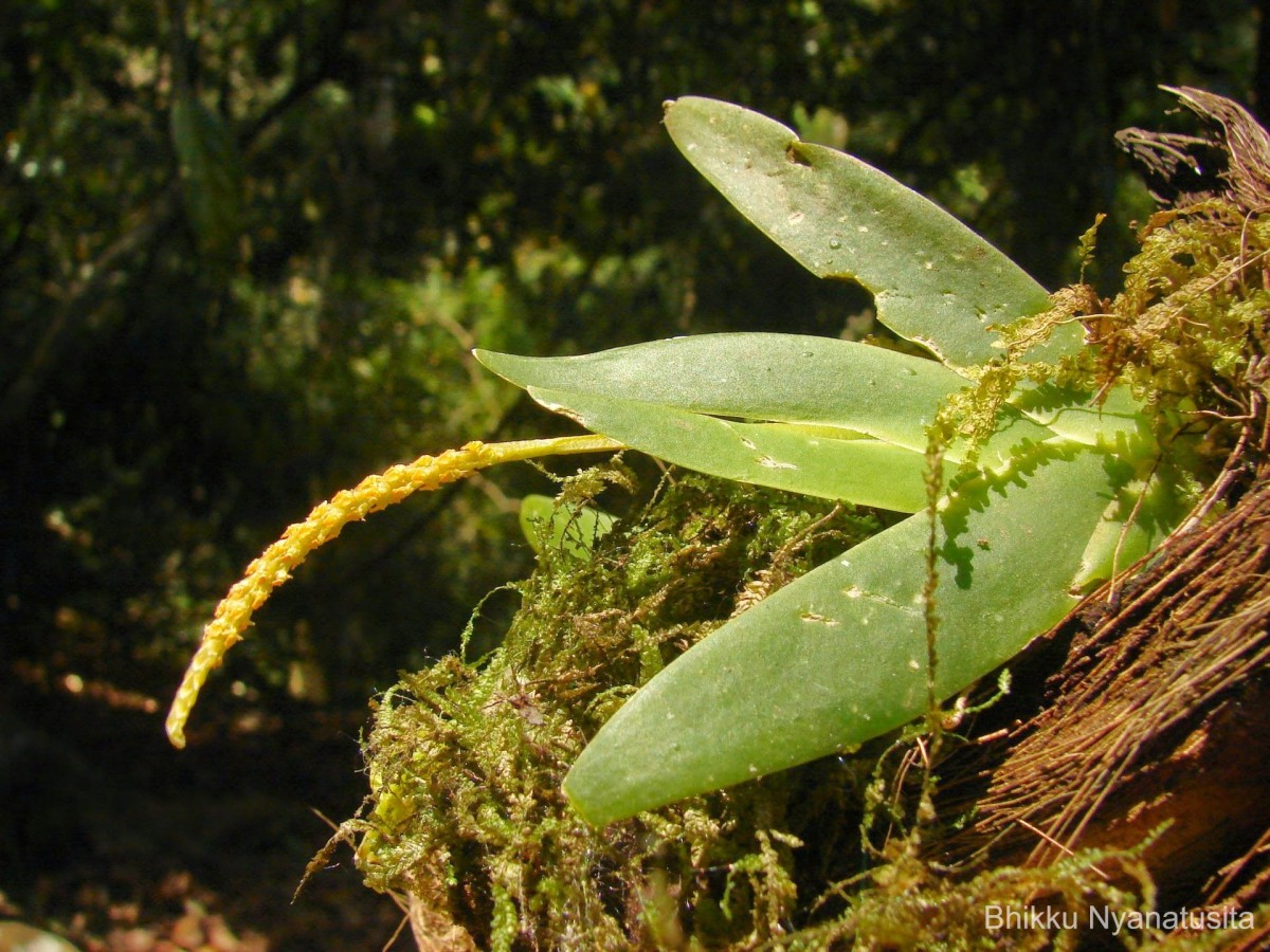 Oberonia forcipata Lindl.